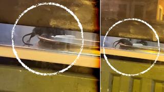 Tezgahtaki fareyi görünce şoke oldu! İstanbul'daki börekçide mide bulandıran anlar