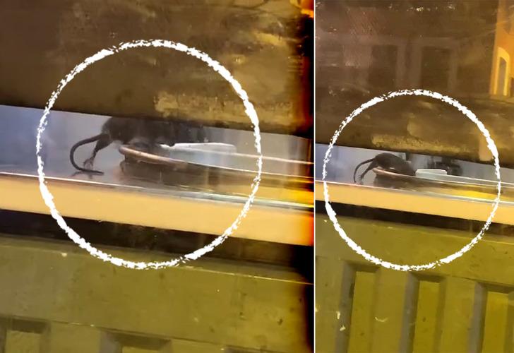 Tezgahtaki fareyi görünce şoke oldu! İstanbul'daki börekçide mide bulandıran anlar