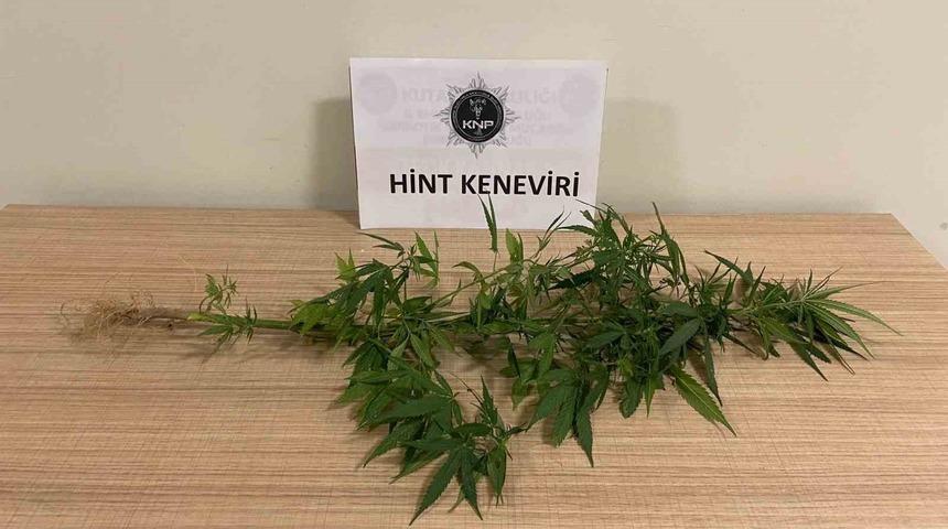 Kütahya’da bir evde Hint keneviri ele geçirildi