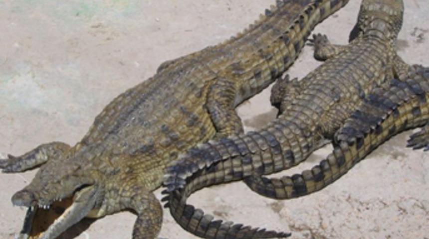 Timsahlara yem olmamak i&ccedil;in ağa&ccedil;ta bekledi