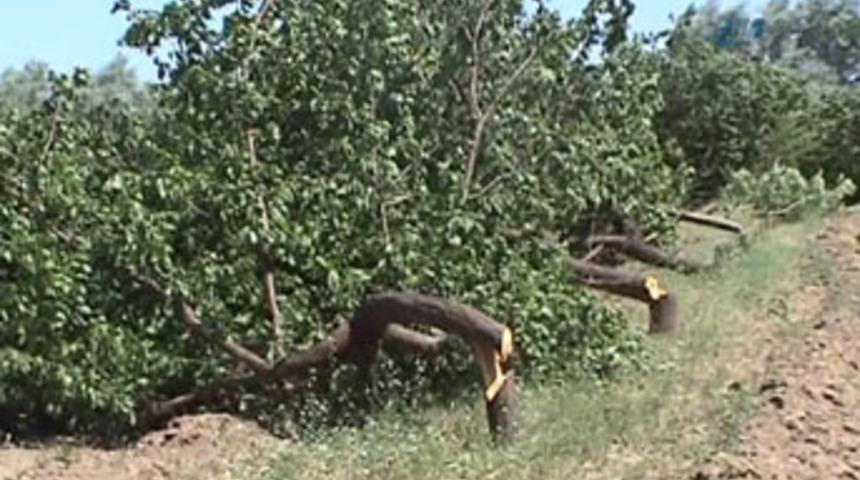 Malatya'da ağa&ccedil; katliamı