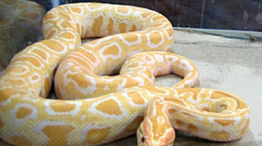 Narkotik operasyonda piton ele ge&ccedil;ti
