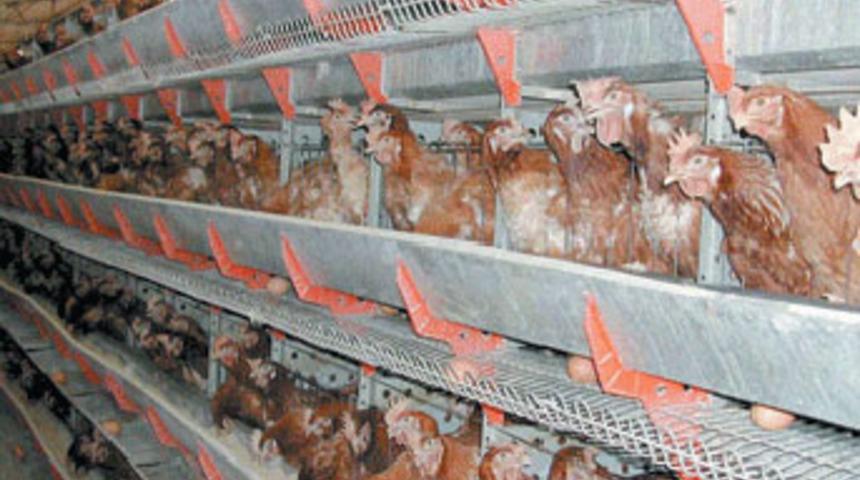 Beyaz et &uuml;reticilerine soruşturma