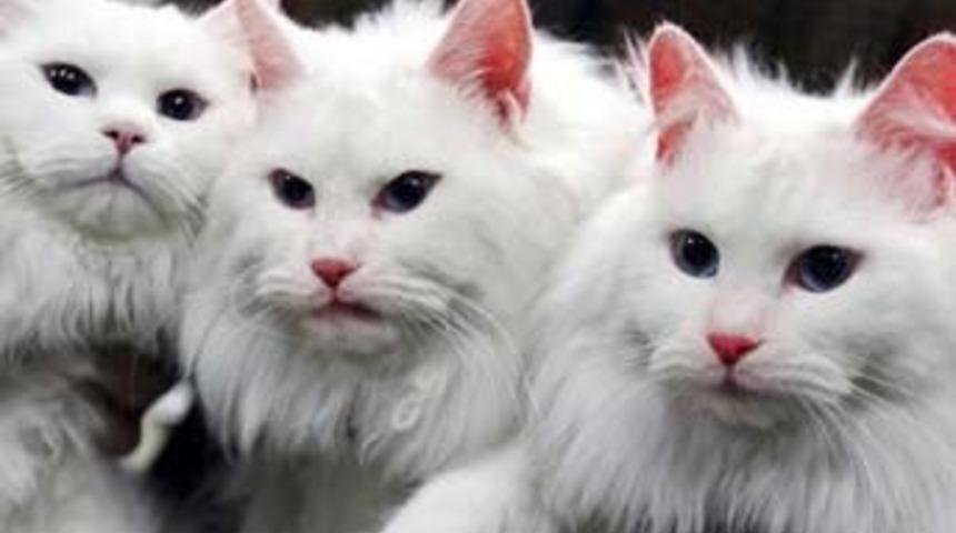 Kor gibi parlayan Ankara kedisi yetiştirildi