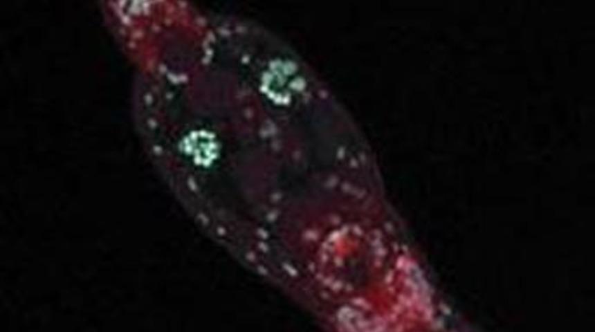 80 milyon yıldır çiftleşmeyen canlının sırrı çözüldü