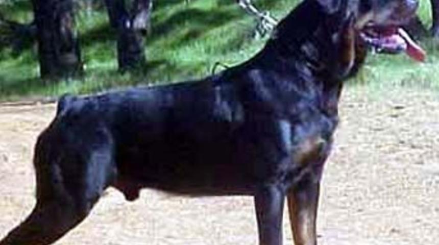 Burdur'da köpek dehşeti