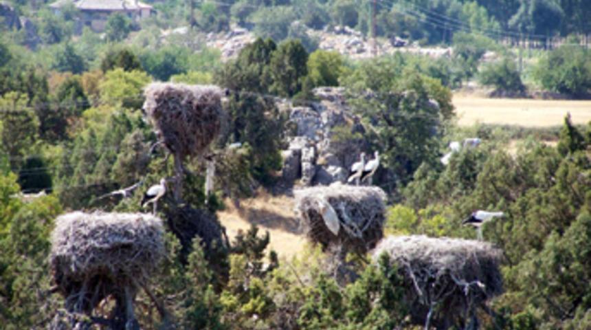 D&uuml;nya leylekler vadisini izliyor