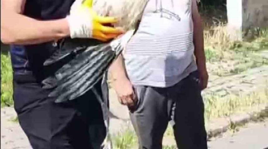 Yuvasından d&uuml;şen yavru leylek i&ccedil;in operasyon