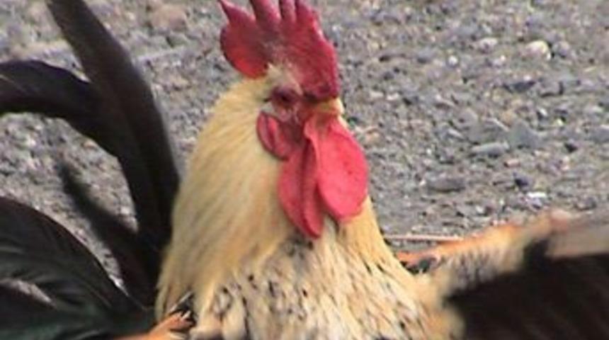 Erken &ouml;ten horoza 250 euro ceza