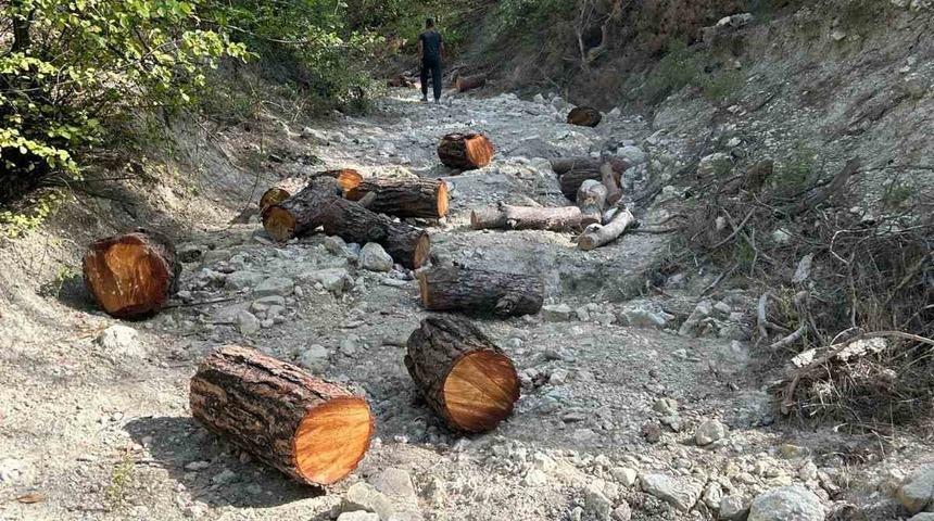 Ormandan izinsiz 11 adet ağaç kesen şahıs yakalandı