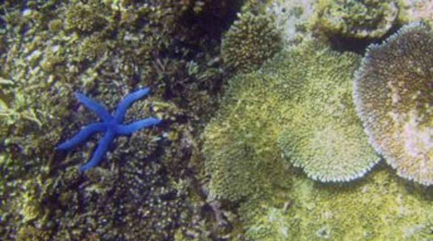 Mercanların "beyaz &ouml;l&uuml;m&uuml;" endişe verici