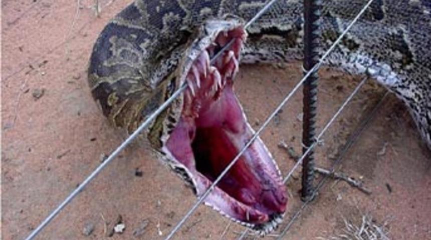 Almanya'da piton yılanı dehşeti