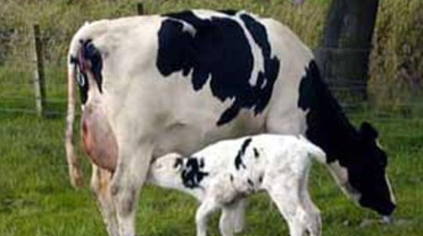 Antalya'da şarbon paniği