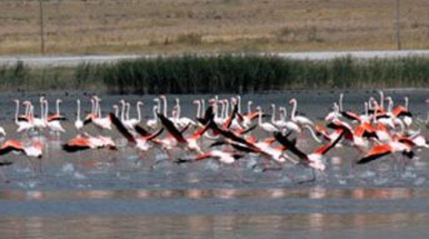 &Ccedil;ukurova deltasında kuşlar 45 yılda % 95 azaldı