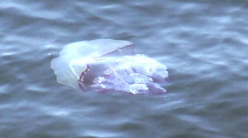 &Ccedil;anakkale'de zehirli deniz anası paniği