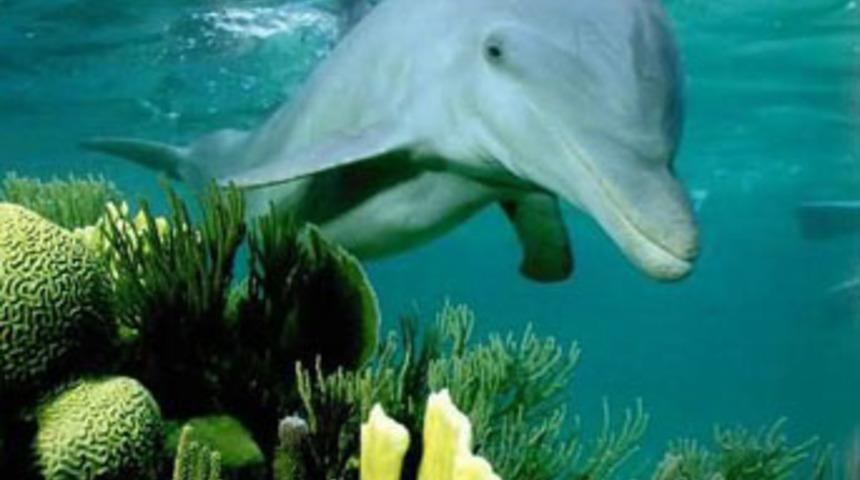 20 milyon yıllık nehir yunusunun soyu tükendi