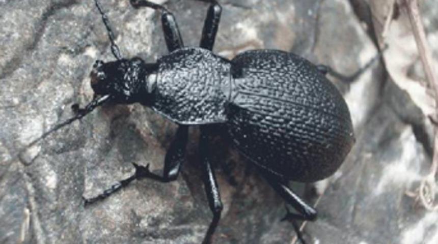 İnanılmaz ka&ccedil;ak&ccedil;ılık y&ouml;ntemi