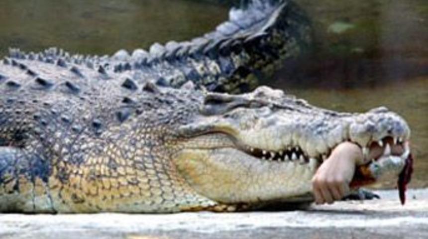 Katil timsah, kurbanın ailesi tarafından bağışlandı