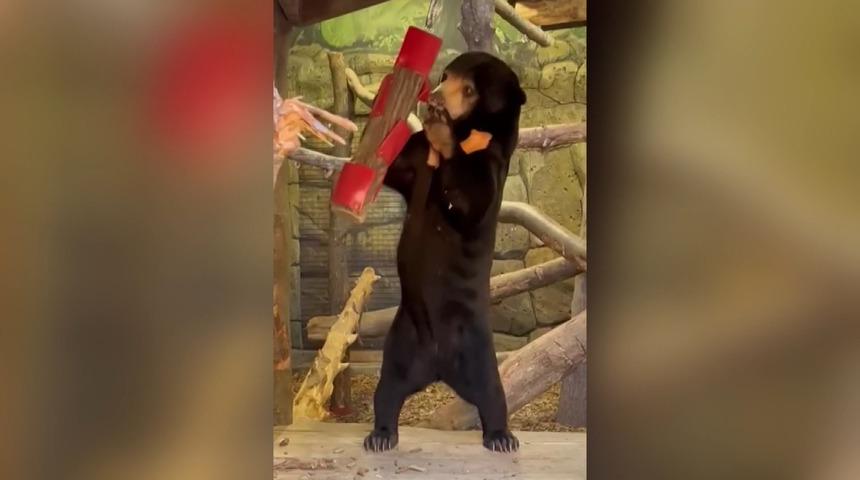 Sosyal medyada ayakta duran ayı görüntüleri sonrası 'ayıların kostüm giymiş insanlar' olduğu tartışması başlamıştı... Yetkililerden açıklama geldi!