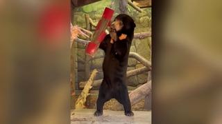 Sosyal medyada ayakta duran ayı görüntüleri sonrası 'ayıların kostüm giymiş insanlar' olduğu tartışması başlamıştı... Yetkililerden açıklama geldi!