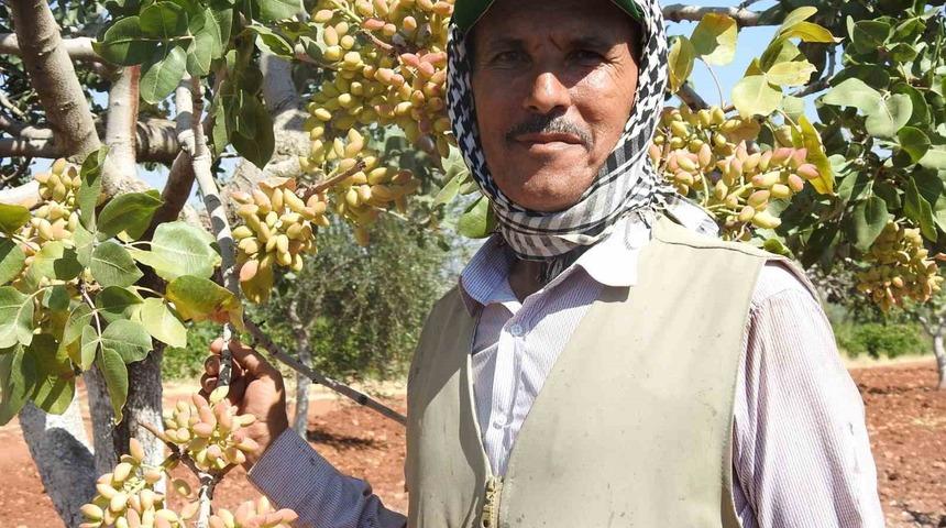 Kilis’te yeşil altının hasadı başladı