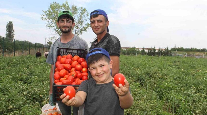 40 derece kavurucu sıcakta domates hasadı