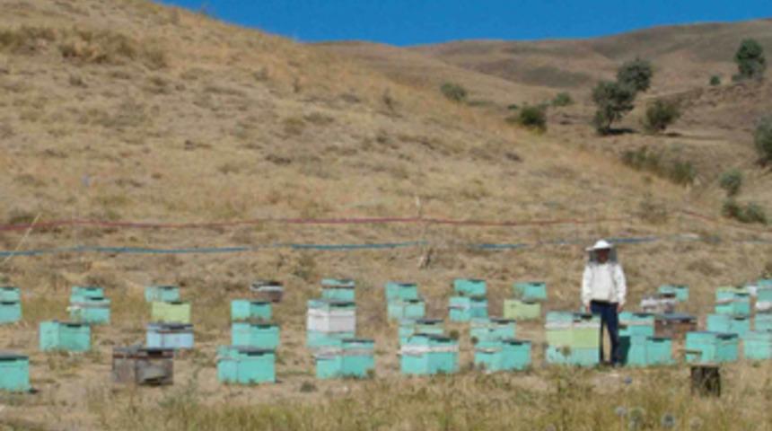 Zilli ambalaj ipi ayıları korkutuyor