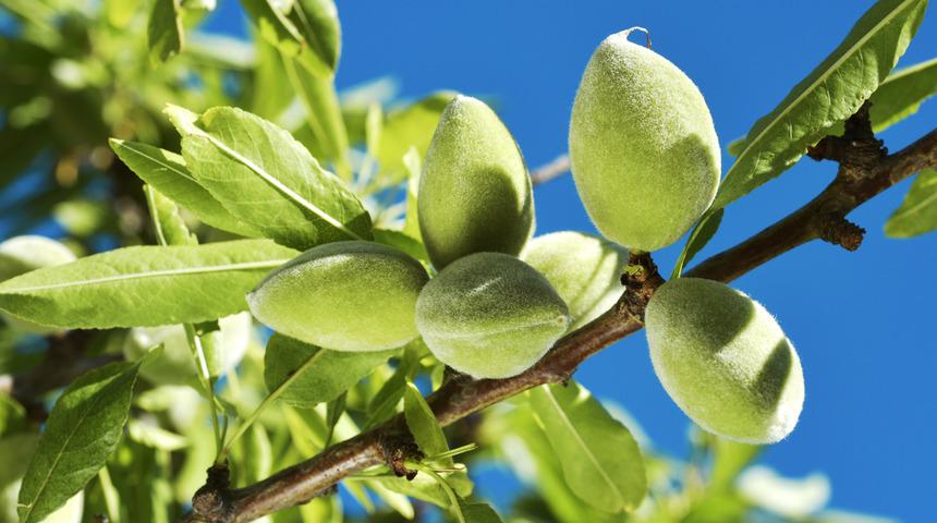 Çağlanın faydaları nelerdir? Çağla ne kadar tüketilmeli?