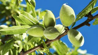 Çağlanın faydaları nelerdir? Çağla ne kadar tüketilmeli?