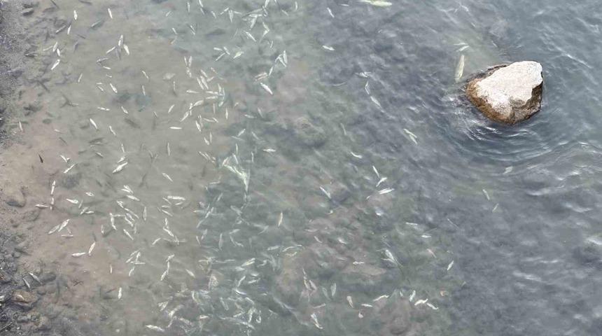 Yüksekova’da sürü halinde balık ölümleri korkuttu