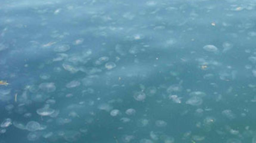 Marmara Denizi'ni kirletenlere ceza yağdı