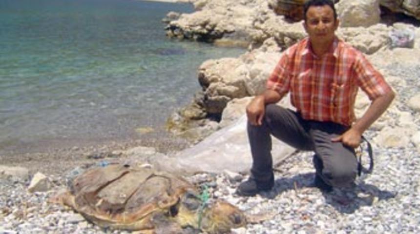 Dev caretta caretta sahile vurdu