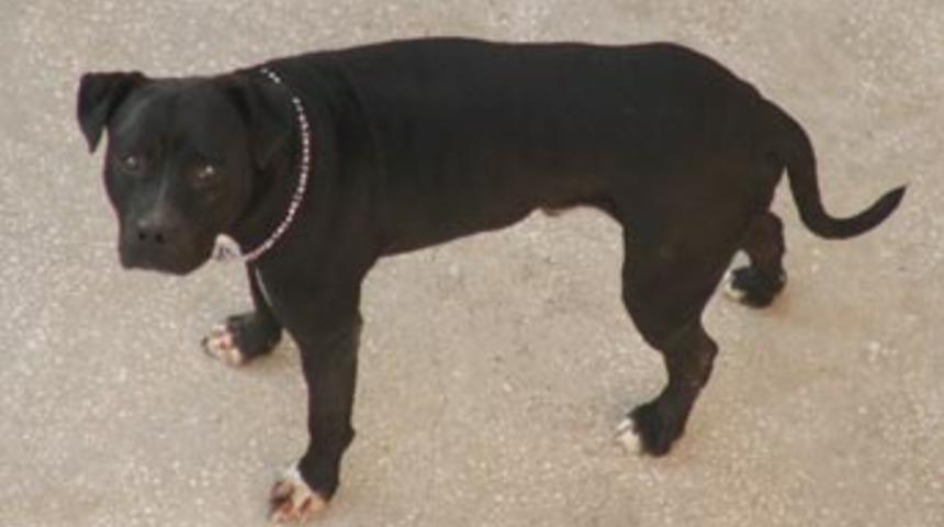 Pitbull sahiplerine ceza yağacak