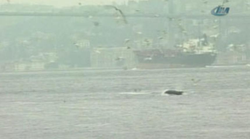 Yunuslarla kuşların 'boğaz' dansı