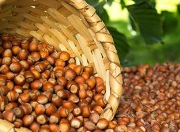 FINDIK ALIM FİYATLARI 2023 Fındık alım fiyatları ne kadar, kaç TL oldu? Cumhurbaşkanı Erdoğan açıkladı!