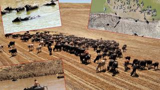 Yer: Diyarbakır! Eyyam-ı Bahur sıcakları sonrası Afrika'yı aratmayan görüntüler... 