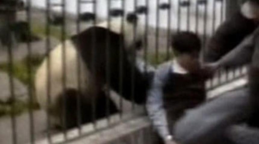 Hayvanlar aleminin vahşi y&uuml;z&uuml;