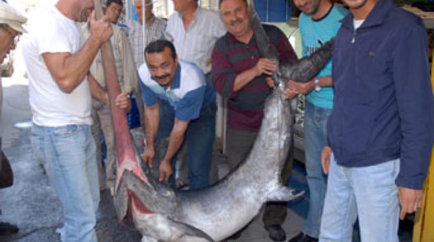 Assos'ta 2.5 metre uzunluğunda kılı&ccedil; balığı