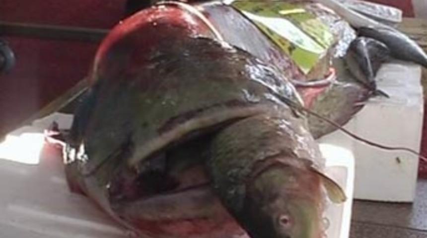 Dev yayın balığı g&ouml;renleri şaşırttı