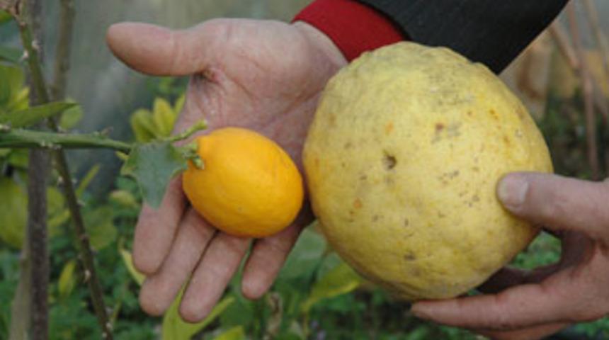 Dev limonlar, g&ouml;renleri şaşırtıyor