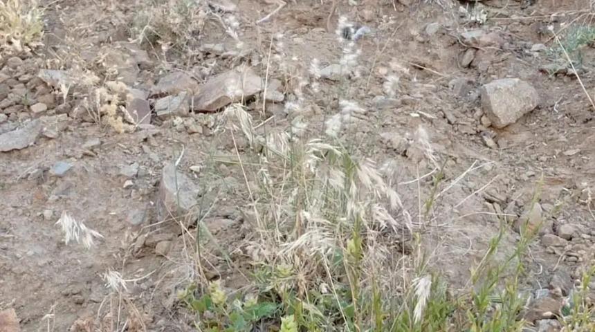 Nesli tehlike altındaydı, bu sefer de Bingöl’de görüldü