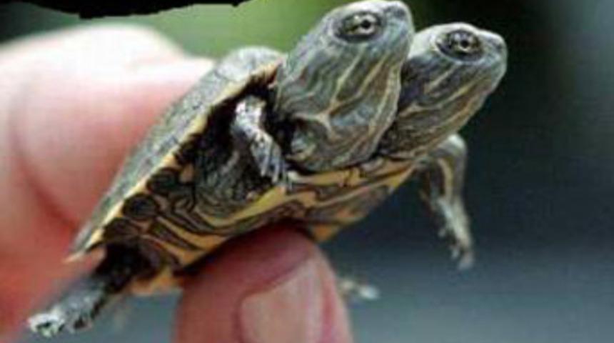 Bavulundan 367 kaplumbağa &ccedil;ıktı