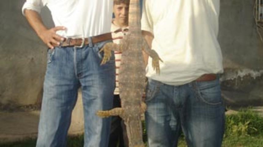 Yeni s&uuml;per yapıştırıcının ilham kaynağı kertenkele