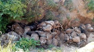 Van'da bir garip olay... Peş peşe uçurumdan atladılar! 130 koyun telef oldu