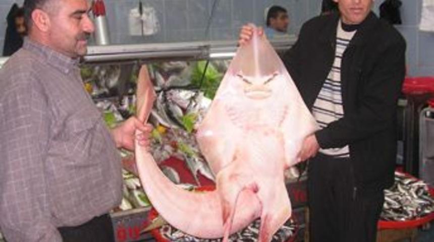 İnsana benzeyen balık yakalandı