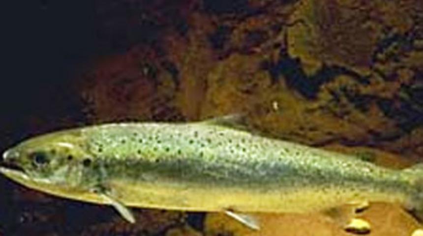 Som balığı ruh haline iyi geliyor