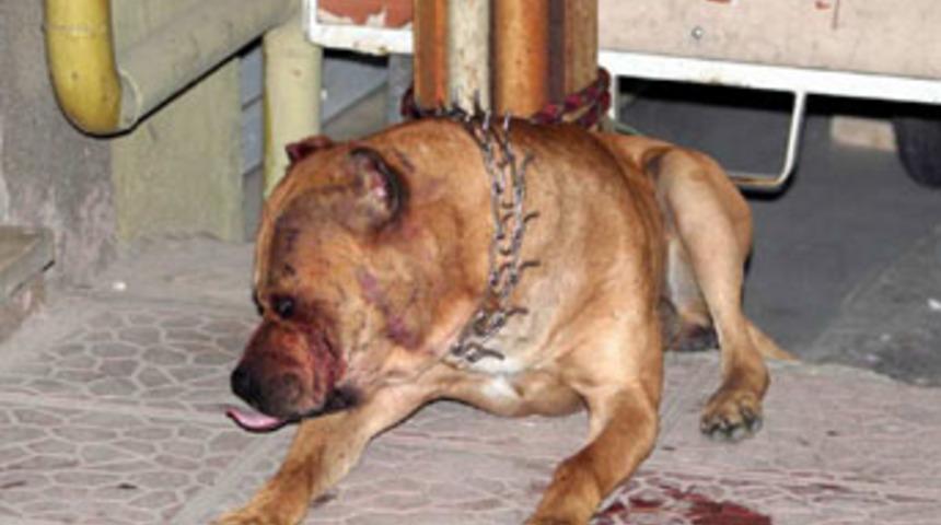 Bursa'da pitbull dehşeti