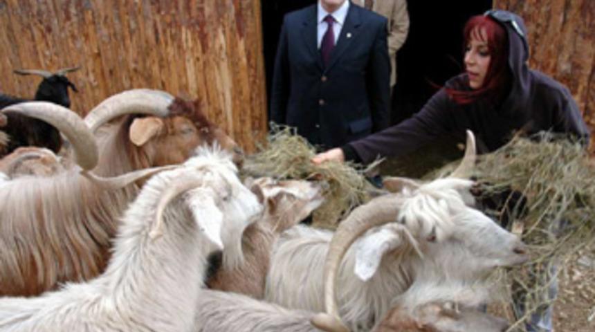 Leman Sam'ın vasiyeti
