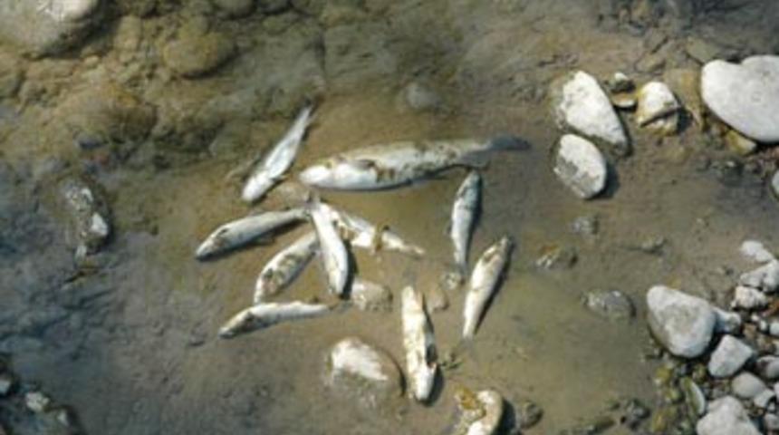 Alaağa&ccedil; Deresi'nde binlerce balık &ouml;ld&uuml;
