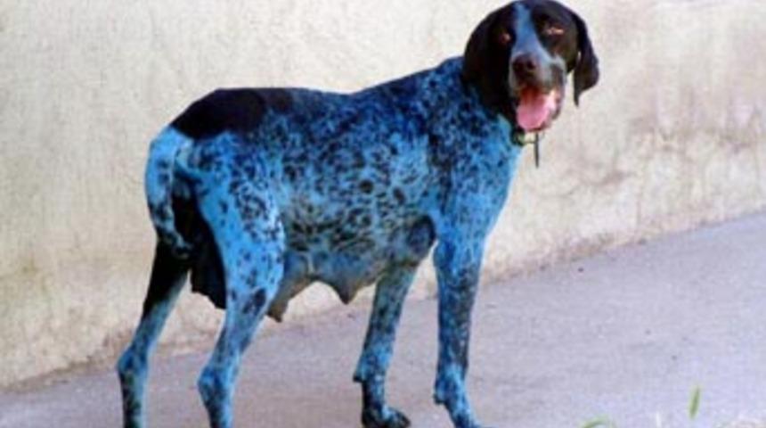 Mavi renkli k&ouml;pek g&ouml;renleri şaşırtıyor